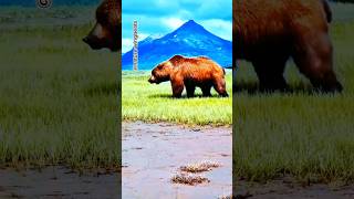 The bear sniffing its way forward in the forest shorts bear anime trending shortvideo [upl. by Lama]