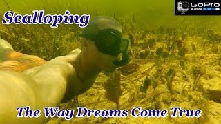 Homosassa Scalloping  September 2013  Underwater  GoPro HD [upl. by Kcaz339]