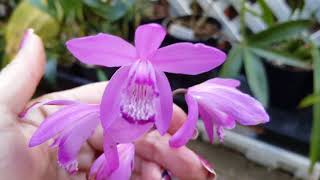 Bletilla Striata in bloom [upl. by Idorb]