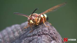 Cicada Killing Wasps [upl. by Louanna]