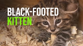 When Your Mom’s Tail Is A Snake And Other Blackfooted Cat Kitten Misadventures [upl. by Abehshtab]