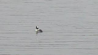 Bufflehead Duck [upl. by Kavanaugh]