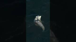 Smart Polar Bear Catches Beluga Whale [upl. by Close]