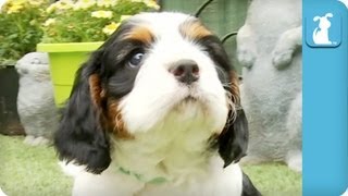 80 Seconds of Precious Cavalier King Charles Spaniel Puppies [upl. by Oynotna914]