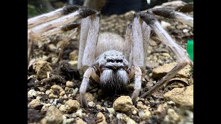 Leucorchestris arenicola the Dancing White Lady spider rehouse and care [upl. by Nelg709]