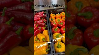 Greenhouse Crop Peppers for Market [upl. by Ynos]