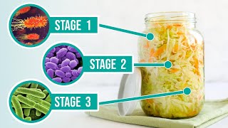 The Process of Fermentation  The 3 Crucial Stages of Fermenting Vegetables [upl. by Niac]