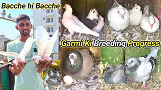 🕊️Kabootar Ke Bacche Hi Bacche🐥  Garmi Ke Mausam Ki Breeding Progress 🌞 Summer Season Breeding [upl. by Naujed152]