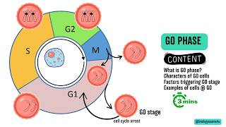 G0 Phase of Cell Cycle or Quiescent phase in 3 Minutes [upl. by Lindy]