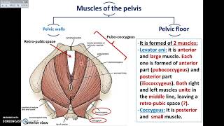 Overview of Pelvis 2  Muscles of Pelvis  DrAhmed Farid [upl. by Nathanael]