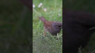 Dunnock jumping around [upl. by Ttekcirc]