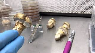 Cloning a wild matsutake mushroom onto agar mycorrhizal experiments [upl. by Airla363]