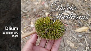 Durian Durio zibethinus  part 2 [upl. by Onyx924]