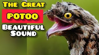 POTOO BIRD HAUNTINGLY BEAUTIFUL SOUND [upl. by Erdrich]