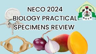 2024 NECO BIOLOGY PRACTICAL SPECIMENS REVIEW [upl. by Ane]