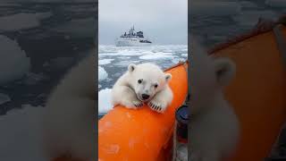 The Arctic team watched from a safe distance as a polar bear crossed their path [upl. by Body]