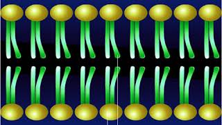 Phospholipides [upl. by Adnama]