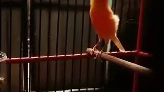 Canary singing bird most beautiful song 2 [upl. by Nylhtiak317]