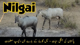 Nilgai  Interesting Information about Nilgai or Blue Bull  Wildlife of Pakistan [upl. by Leona]