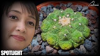 Cactus amp Succulent Spotlight  Copiapoa Hypogaea  Narrated by Cactus Caffeine [upl. by Germana]