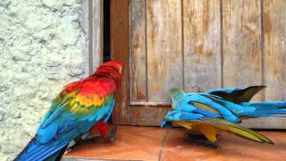 Funny parrots Ara ararauna amp Ara macao [upl. by Mlawsky]