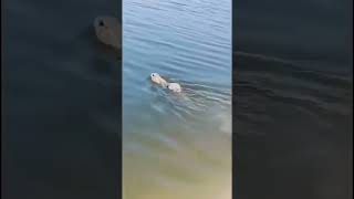 Did you know rabbits could swim animaltherapy animals naturetherapy rabbit [upl. by Inej634]