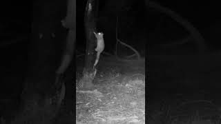 Possum Climbing A Tree australia wildlifeofaustralia wildlife possum trailcam [upl. by Madeleine657]