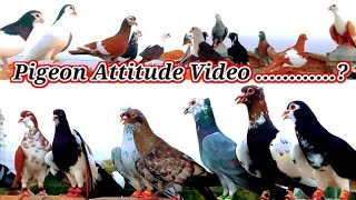 All pigeon salefancy kabutar salekabutar videospigeon video [upl. by Atnauqal]