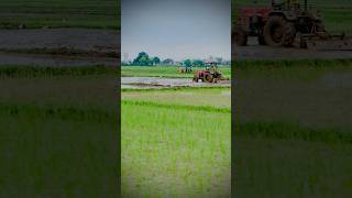 Beginning of kharif season in jammu 🌾  seasonal crop  Rice cultivation 🍚  nature food rice [upl. by Trevethick]