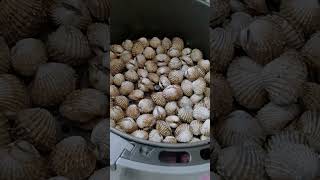 Kerang Bakar 🔥🌶️ guna air fryer [upl. by Yzus]