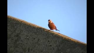 Gray crowned Rosy Finch call note 1 [upl. by Secnirp]