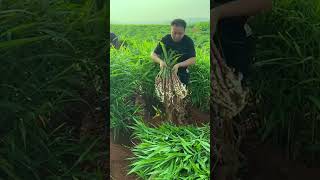 Harvesting ginger 01  Green Farm satisfying ginger fruitcutting farming [upl. by Raviv200]