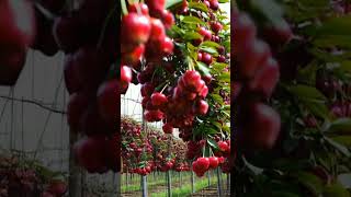 Growing cherries in a new way 77 fruit fruits farming growing cherry new [upl. by Nivahb849]