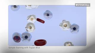 How to Count Cells Using a Hemocytometer [upl. by Nilcaj959]