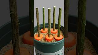 Great and unique ideas for propagating lemon tree from cuttings using Carrot🥕lemontree gardening [upl. by Rosalee524]