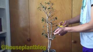 Ficus defoliation time lapse [upl. by Aleb258]