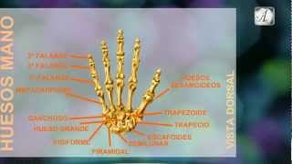HUESOS DE LA MANO  DEDOS Y CARPO [upl. by Tarttan]