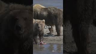 Bears Seasonal Diet Shifts Explained animaleducation bearlife bear bearfacts facts animals [upl. by Sabsay]