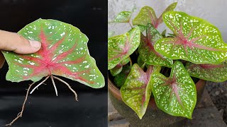 Tips for propagating Caladium Bicolor plants with leaves in water [upl. by Adnalu]