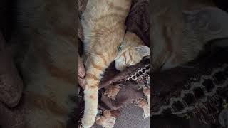 The way he sleeps🐈 part  catsleep catlife cats catlover orangecat [upl. by Meadow462]