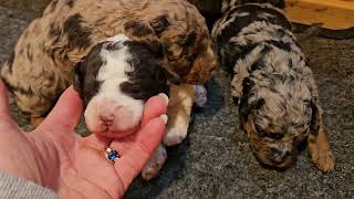 Truffles x Shindu litter 2 weeks old [upl. by Angid949]