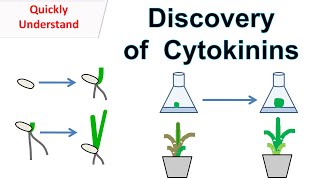 Discovery of Cytokinins  Function of cytokinins [upl. by Chandal]