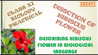 XRKOTA  DISSECT THE HIBISCUS FLOWER AND DESCRIBE IT IN SEMITECHNICAL LANGUAGE [upl. by Undine562]