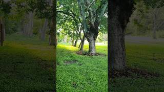 double shade trees  two shades of green  Green grass  tree house  treehouse [upl. by Smaj]