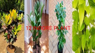 12 indoor plant gardening video  Vegetable plant growing at home Mani plantzz plant croton [upl. by Ayot897]