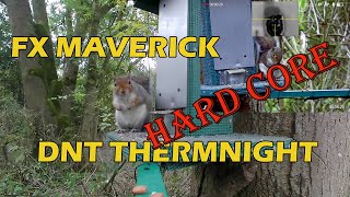 GREY SQUIRREL CONTROL WITH AIR RIFLE UP CLOSE Graphic footage [upl. by Amadis]