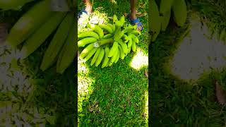 Mag tagpas Muna Tau Ng lakatan na saging🤪 [upl. by Shriner142]