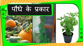 Science  Types of Plants  Hindi [upl. by Auliffe]