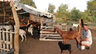 LA STANA LUI GEORGECAINII INTORCATORI TIN LOCUL UNUI CIOBAN AJUTORUL LA MULSUL CAPRELOR [upl. by Erdrich]