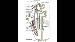 Diagram of Nephronanatomy biologystudent schoolproject NephronBhargowclasses1020 [upl. by Jon]